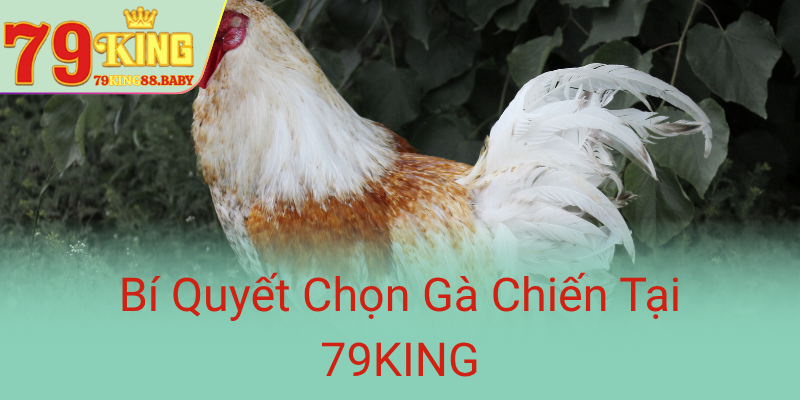 Bi Quyet Chon Ga Chien Tai 79King0